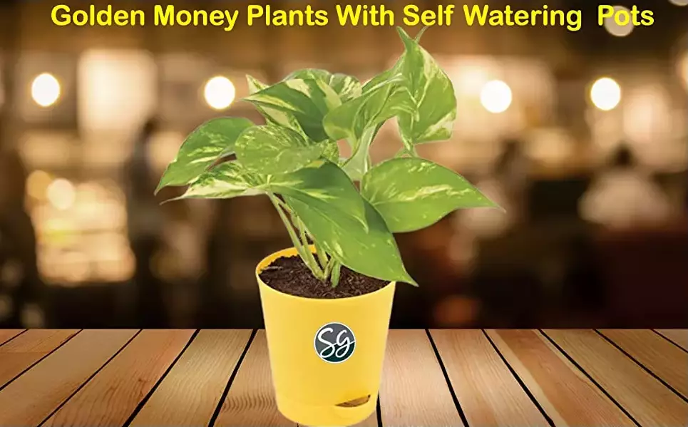 Sansar Green Golden Money Plant 