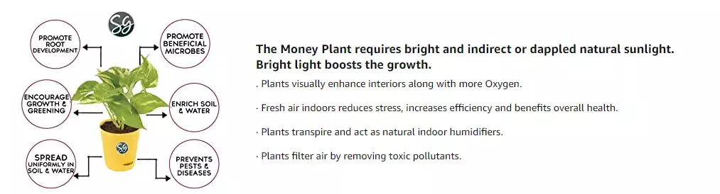 Sansar Green Golden Money Plant 