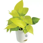 Sansar Green Golden Money Plant