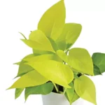 Sansar Green Golden Money Plant