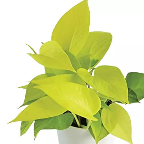 Sansar Green Golden Money Plant