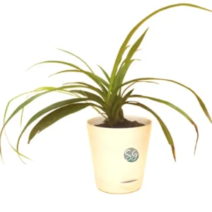 Sansar Green Grammy Orchid Plant