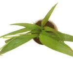 Sansar Green Grammy Orchid Plant
