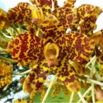 Sansar Green Grammy Orchid Plant
