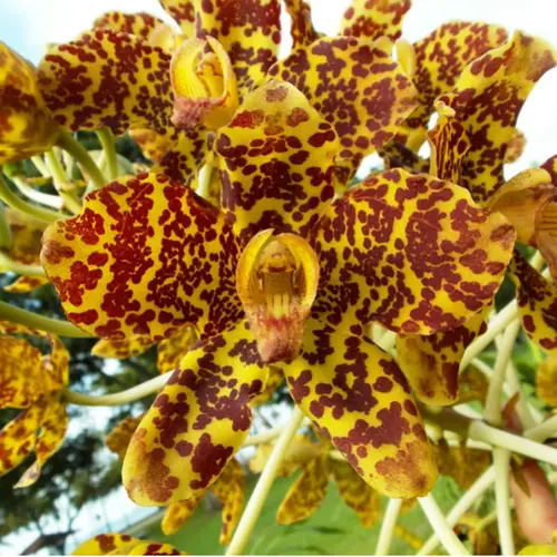 Sansar Green Grammy Orchid Plant