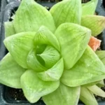 Sansar Green Hearth Howarthia Plant