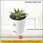 Sansar Green Howarthia Limifolia