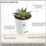 Sansar Green Howarthia Limifolia