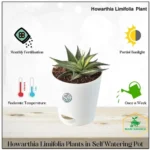Sansar Green Howarthia Limifolia