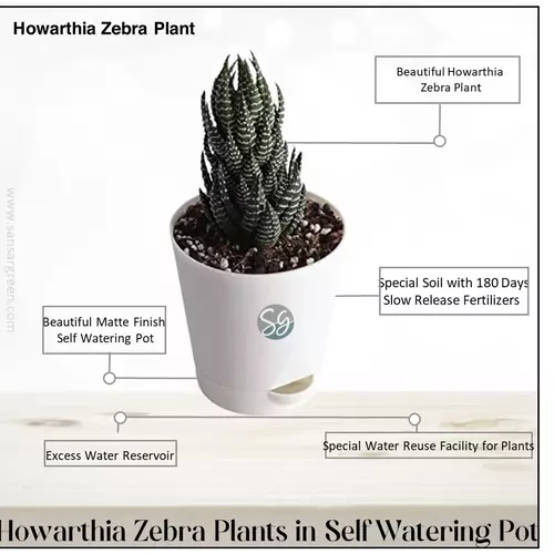 Sansar Green Howarthia Zebra Plant