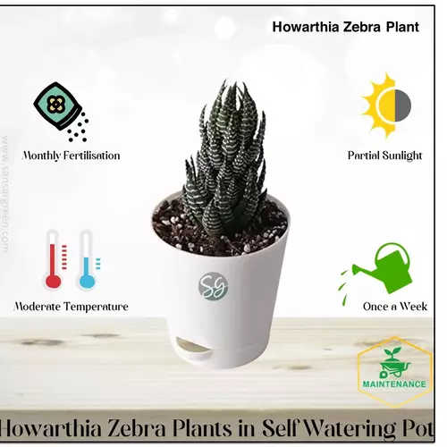 Sansar Green Howarthia Zebra Live Plant From Sansar Green