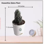 Sansar Green Howarthia Zebra Live Plant From Sansar Green