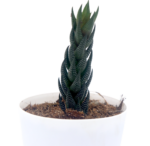 Sansar Green Zebra Howarthia Plant