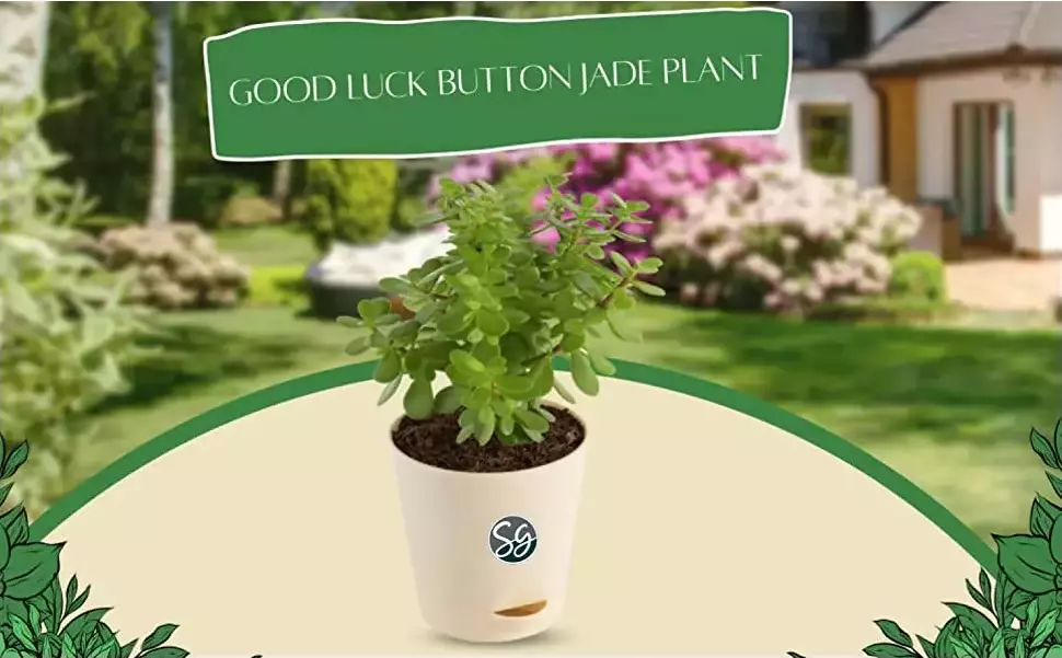 Sansar Green Jade Plant From Sansar Green