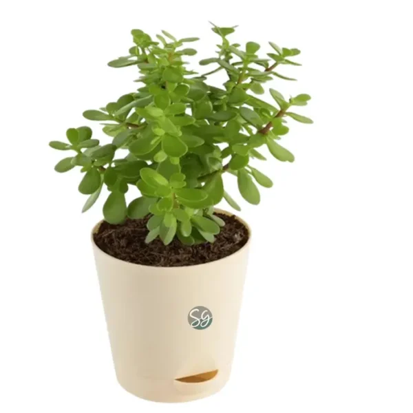 Sansar Green Jade Plant