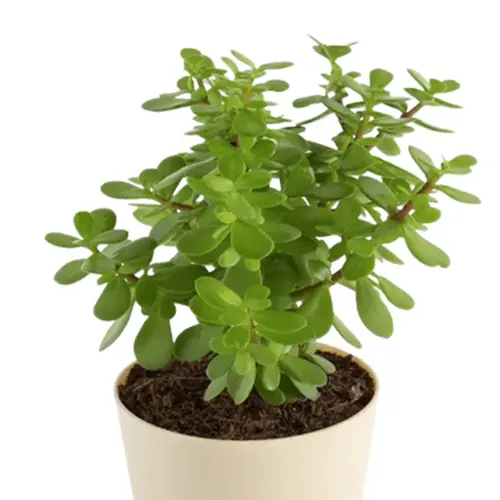 Sansar Green Jade Plant in Self Watering Pot