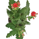 Sansar Green Kalanchoe Plant From Sansar Green