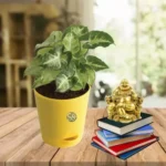 Sansar Green Mini Synognium Plant in Self Watering Plant From Sansar Green