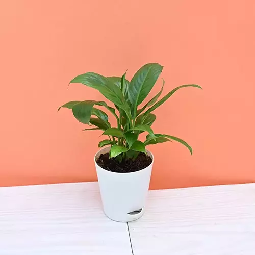 Sansar Green Peace Lily Plant With Self Watering Pot From Sansar Green