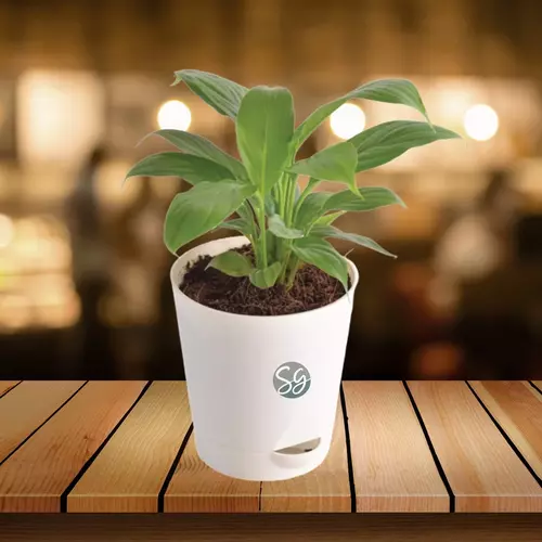 Sansar Green Peace Lily Plant With Self Watering Pot From Sansar Green