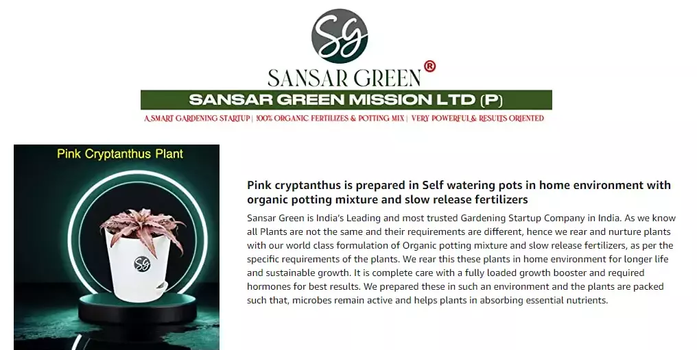 Sansar Green Pink Cryptanthus Plant From Sansar Green