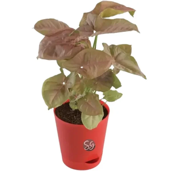 Sansar Green Pink Syngonium Plant From Sansar Green