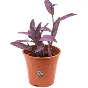 Sansar Green Purple Heart Plant From Sansar Green