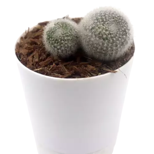 Sansar Green Rebutia Cactus Plant