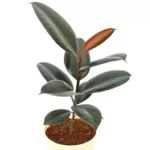 Sansar Green Rubber Plant From Sansar Green