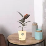 Sansar Green Rubber Plant From Sansar Green