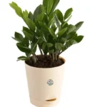 Sansar Green Zz Plant