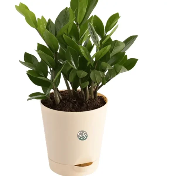 Sansar Green Zz Plant