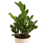 Sansar Green Zz Plant in Self Watering Pot