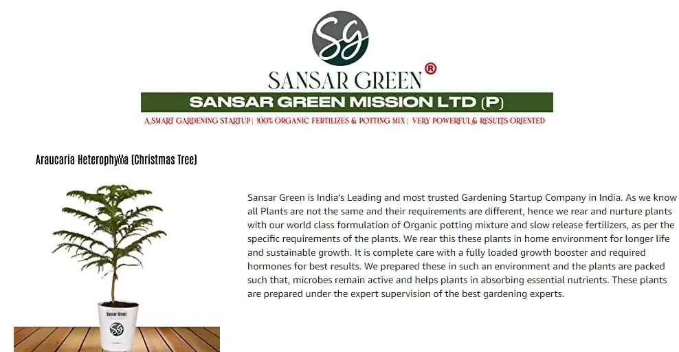 Sansar Green Araucaria Plant From Sansar Green