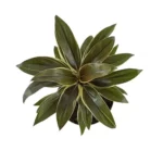 Sansar Green Cordyline Fruticosa Plant By Sansar Green