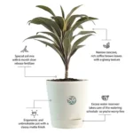 Sansar Green Cordyline Fruticosa Plant From Sansar Green