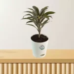 Sansar Green Cordyline Fruticosa Plant From Sansar Green