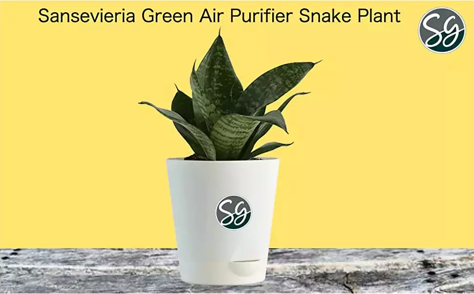 Sansar Green Sansevieria Air Purifying Plant From Sansar Green