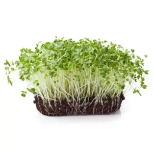 Erwon Cauliflower Organic Microgreen Seeds From Sansar Green