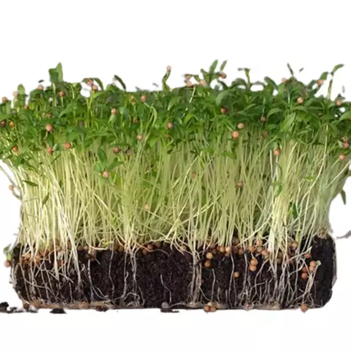 Erwon Coriander Organic Microgreen Seeds From Sansar Green