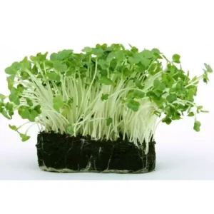 Erwon Radish Organic Microgreen Seeds From Sansar Green