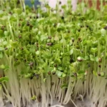 Erwon Spinach Organic Microgreen Seeds From Sansar Green