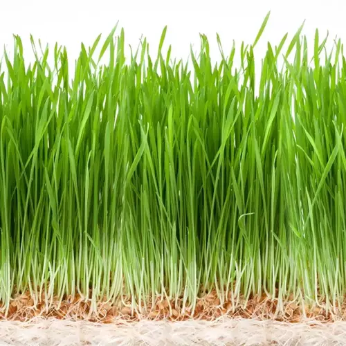 Erwon Wheat Grass Organic Microgreen Seeds From Sansar Green