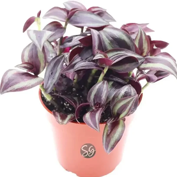 Sansar Green Purple Wandering Jew Plant With Pot From Sansar Green