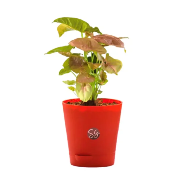 ansar Green Combo of 3 indoor Plants With Pot From Sansar Green