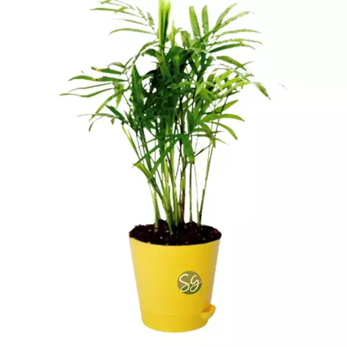 Sansar Green Air Purifying Plants From Sansar Green