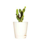 Sansar Green Combo of 3 Indoor Live Plants For Home Décor With Pot