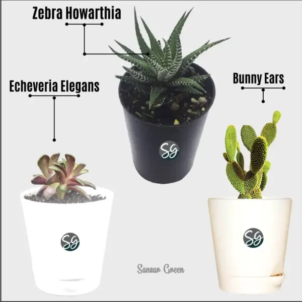 Sansar Green Combo of 3 Indoor Live Plants For Home Décor With Pot