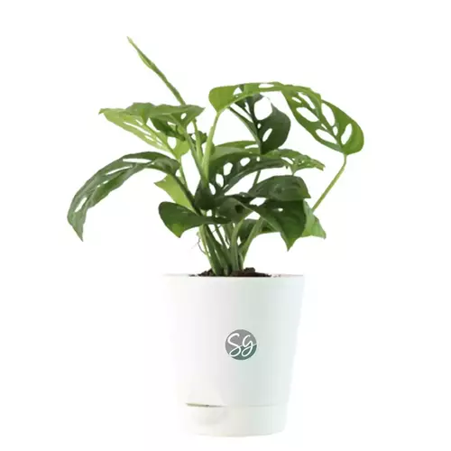 Sansar Green Combo of 3 Indoor Live Plants for Home & Living Room with Pot From Sansar Green