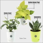 Sansar Green Indoor Live Plans Air Purifying Bundle From Sansar Green